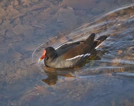 Cercetas y gallinetas
