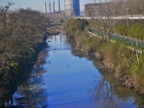 Cercetas y gallinetas
