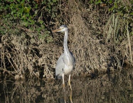 Cercetas y gallinetas