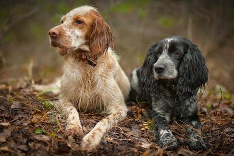 Consejos caninos 'Ene 2015'