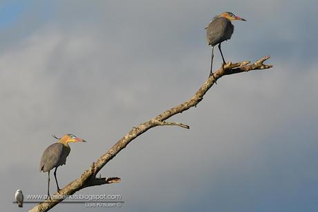 Chiflón (Whistling Heron) Syrigma sibilatrix