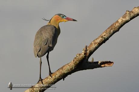 Chiflón (Whistling Heron) Syrigma sibilatrix