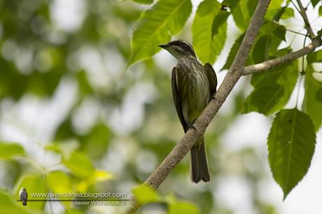 Tuquito chico (Piratic Flycatcher) Legatus leucophaius