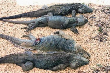 Rebrota matanza de iguanas y cocodrilos en Lago Enriquillo.