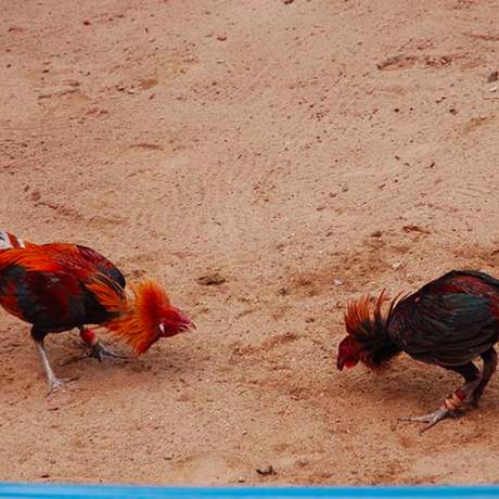 Dos gallos midiéndose antes de entrar en combate. Foto: Yo Chumbivilcas