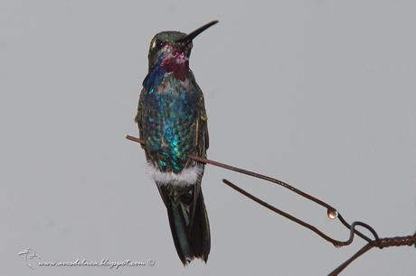 Picaflor de barbijo (Blue-tufted Starthroat) Heliomaster furcifer
