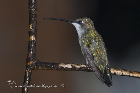 Picaflor de barbijo (Blue-tufted Starthroat) Heliomaster furcifer
