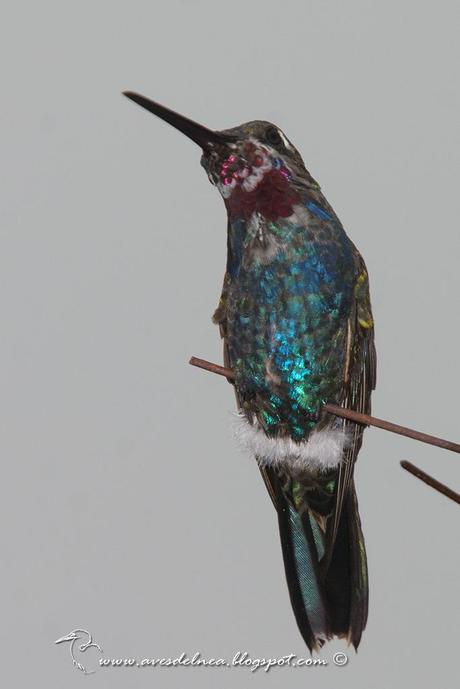 Picaflor de barbijo (Blue-tufted Starthroat) Heliomaster furcifer