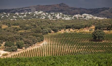 CORTIJO_LOS_AGUILARES_VIÑEDO_ENCINAR. Ronda