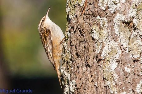 PAJAREANDO EN EL PARQUE DE LA TACONERA DE PAMPLONA-BIRDING TACONERA PARK OF PAMPLONA