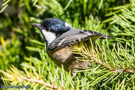 PAJAREANDO EN EL PARQUE DE LA TACONERA DE PAMPLONA-BIRDING TACONERA PARK OF PAMPLONA