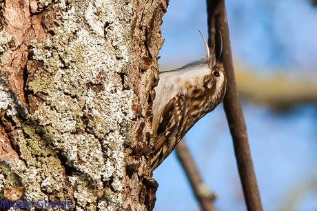 PAJAREANDO EN EL PARQUE DE LA TACONERA DE PAMPLONA-BIRDING TACONERA PARK OF PAMPLONA