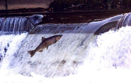 La comprensión de la misión, una entrevista de Víctor Her...
