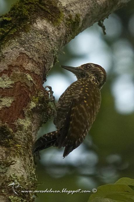 Carpinetro oliva manchado (White-spotted Woodpecker) Veniliornis spilogaster