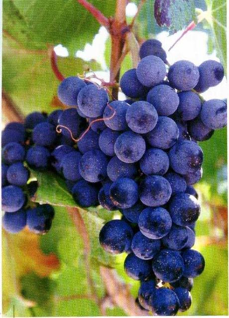 El valle de Neiba apuesta a sus uvas, vinos y mermeladas.