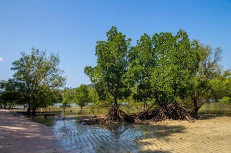 Manglares, Koh Phayam