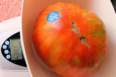 TOMATÓN RELLENO Y JORNADA DEL TOMATE HUEVO DE TORO