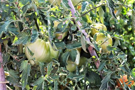 TOMATÓN RELLENO Y JORNADA DEL TOMATE HUEVO DE TORO