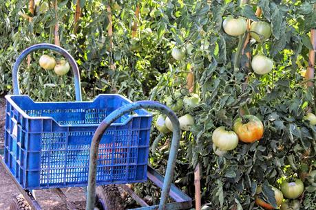 TOMATÓN RELLENO Y JORNADA DEL TOMATE HUEVO DE TORO