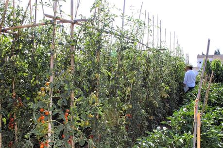 TOMATÓN RELLENO Y JORNADA DEL TOMATE HUEVO DE TORO