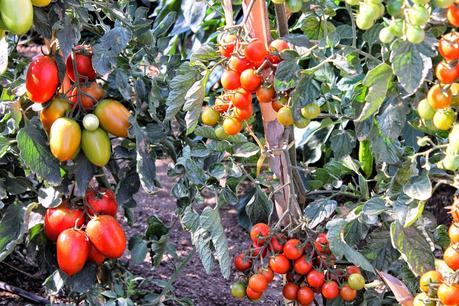 TOMATÓN RELLENO Y JORNADA DEL TOMATE HUEVO DE TORO