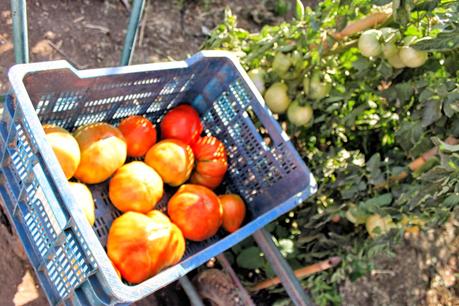 TOMATÓN RELLENO Y JORNADA DEL TOMATE HUEVO DE TORO