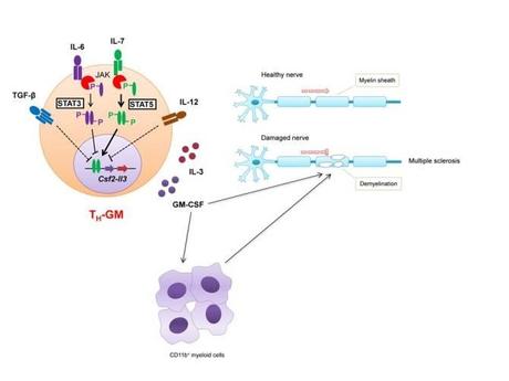 Posible via terapeutica nueva para tratar la esclerosis multiple.