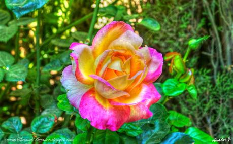 La ALHAMBRA de GRANADA: GENERALIFE