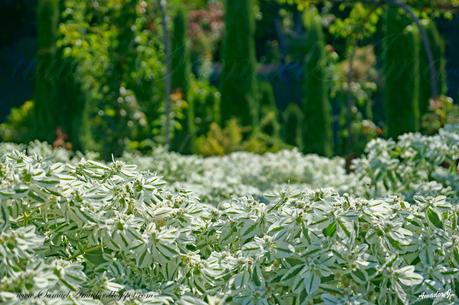 La ALHAMBRA de GRANADA: GENERALIFE