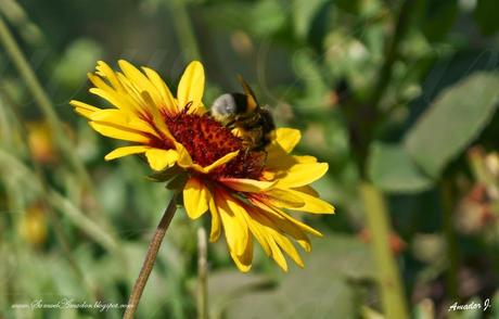 La ALHAMBRA de GRANADA: GENERALIFE