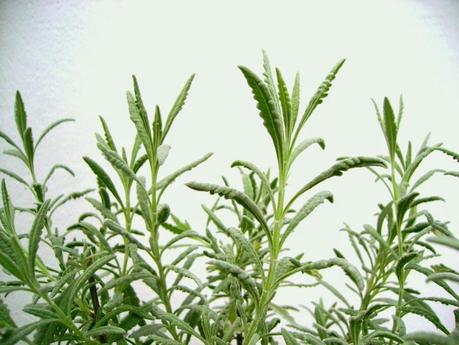 Vuelta a la normalidad