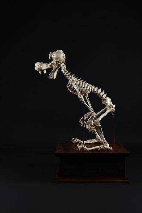 anatomía, Animatus, art toy, Hyungkoo Lee, toy design
