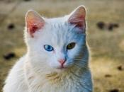 Implante para cambiar color ojos