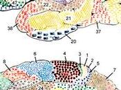 siglo mapa cerebral Brodmann