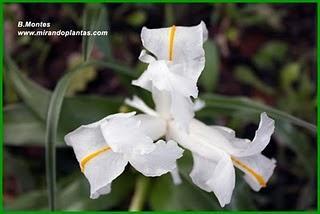Un Iris planifolia hipocromático, o lirio 