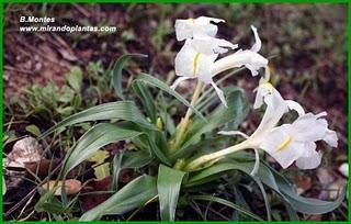 Un Iris planifolia hipocromático, o lirio 