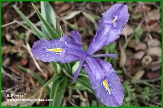 Un Iris planifolia hipocromático, o lirio 