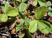 Frutilla