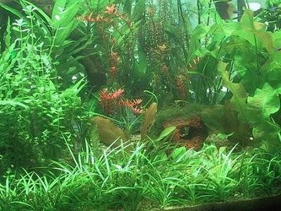 Plantas acuario