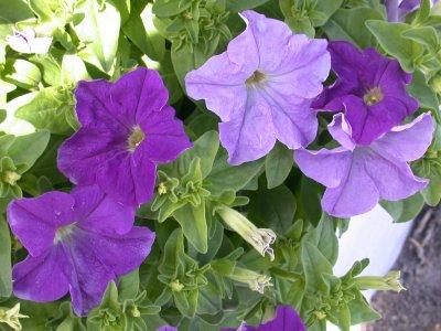 Petunias