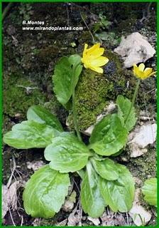 Ranunculus bullatus L.