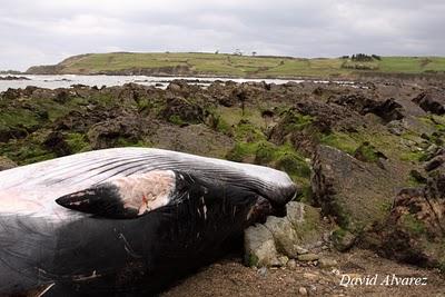 La muerte de la ballena