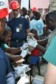 Los animales en Haití: 1 mes después