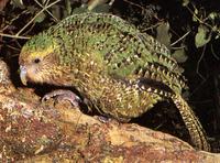 Un curioso Loro el Kakapo