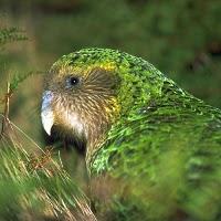 Un curioso Loro el Kakapo