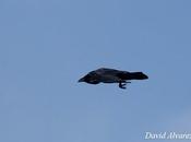 inteligencia aves