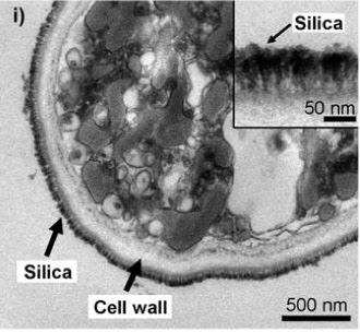 Levaduras vivas con armadura de sílice.