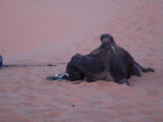 Perdidos en el desierto | Kelchum the camel-killer
