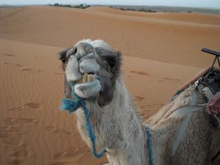 Perdidos en el desierto | Kelchum the camel-killer