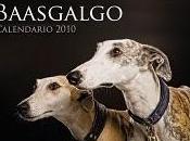Solidarizacion galgos españoles.